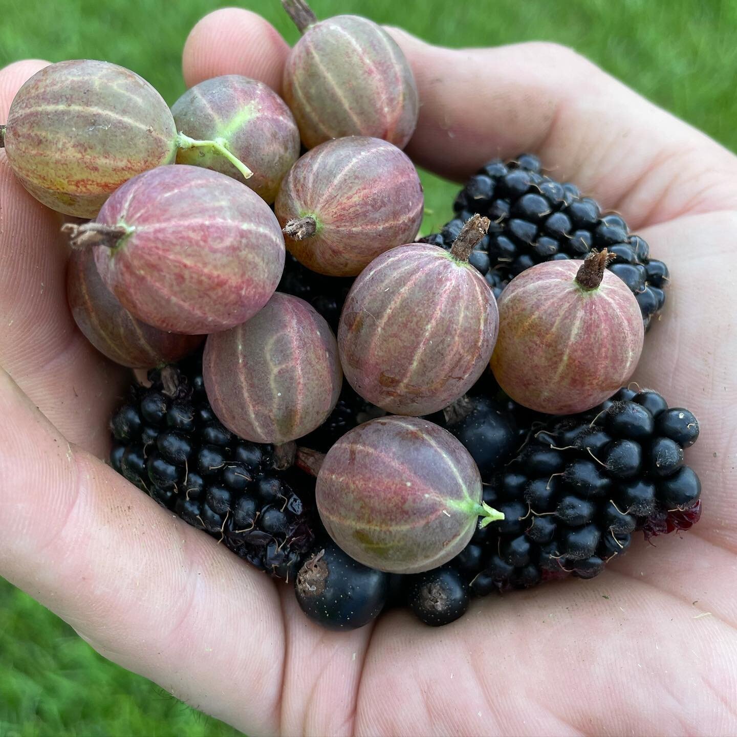 A perfect handful of snacks after some yard work is only a few steps away on the farm. #gooseberries #marionberries #BlackCurrants #GrowWhatYouEat