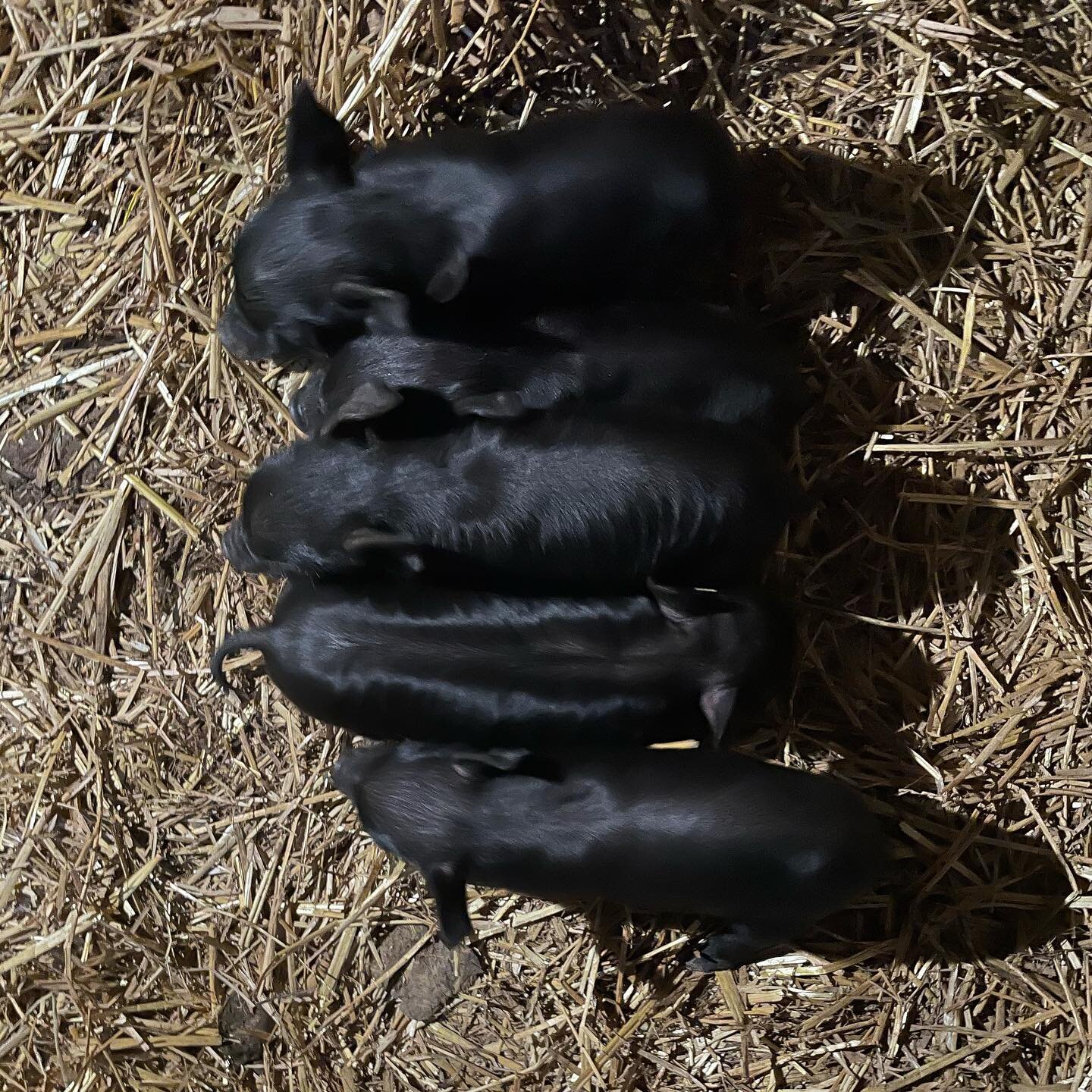 It&rsquo;s definitely springtime. It&rsquo;s raining all day and babies are everywhere on the farm.