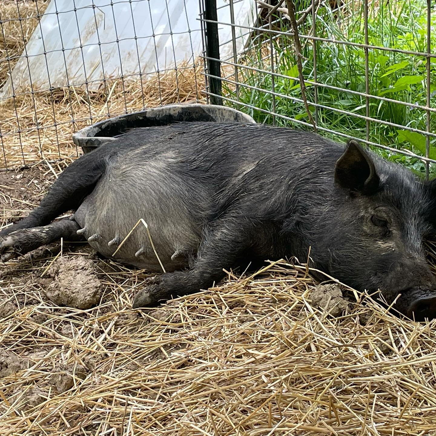 Camille says get these babies out, it&rsquo;s too hot for this...
#AmericanGuineaHogs #AndTheHeardGrows