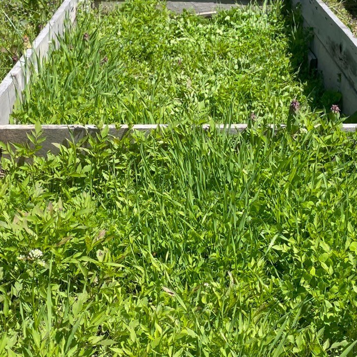 These early season beds are some of our favorites. They might appear to not be growing much in terms of traditional veggies, but that is perfect camouflage to keep out hungry wildlife. Today we thinned out the radishes growing in the bed, but will co