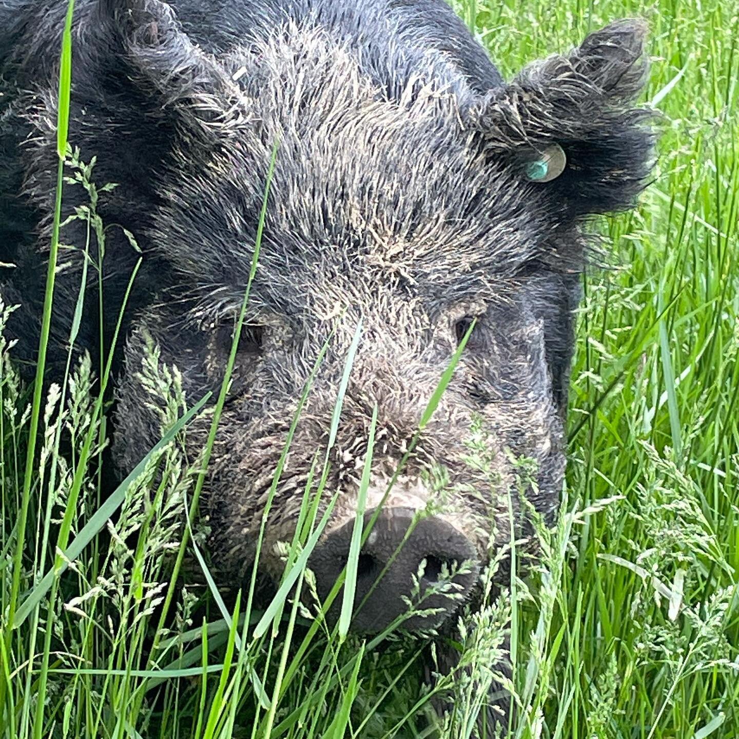 Everyone moved into new homes/pastures today. Over the last month or so they&rsquo;ve done their job of tilling up the alleyways between the fruit trees so we can plant some annual produce there. I think everyone approved of the new digs. #americangu