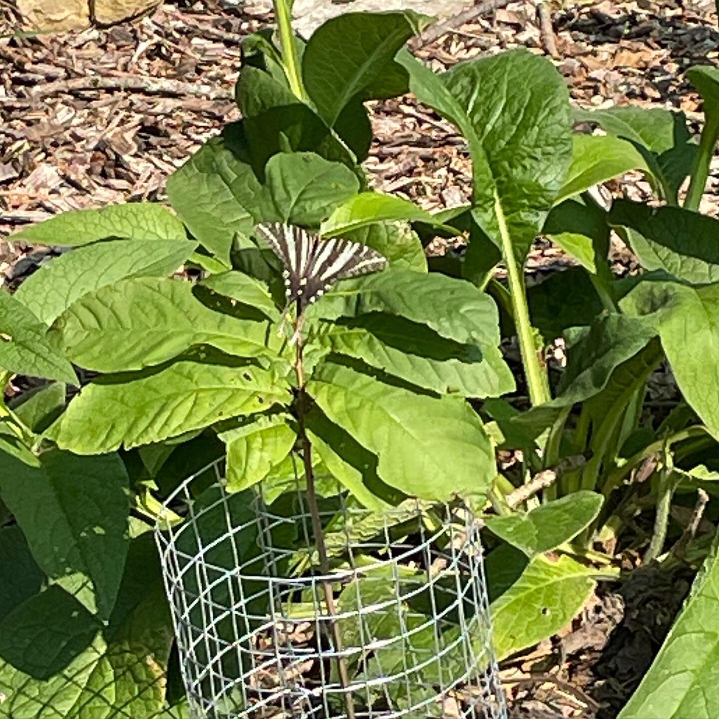 This is why you plant natives whenever feasible. This beautiful zebra swallowtail (protographium marcellus) was sitting on our pawpaw (asimina triloba) seedling in our front pollinator garden. The pawpaw is the only host species for the zebra swallow