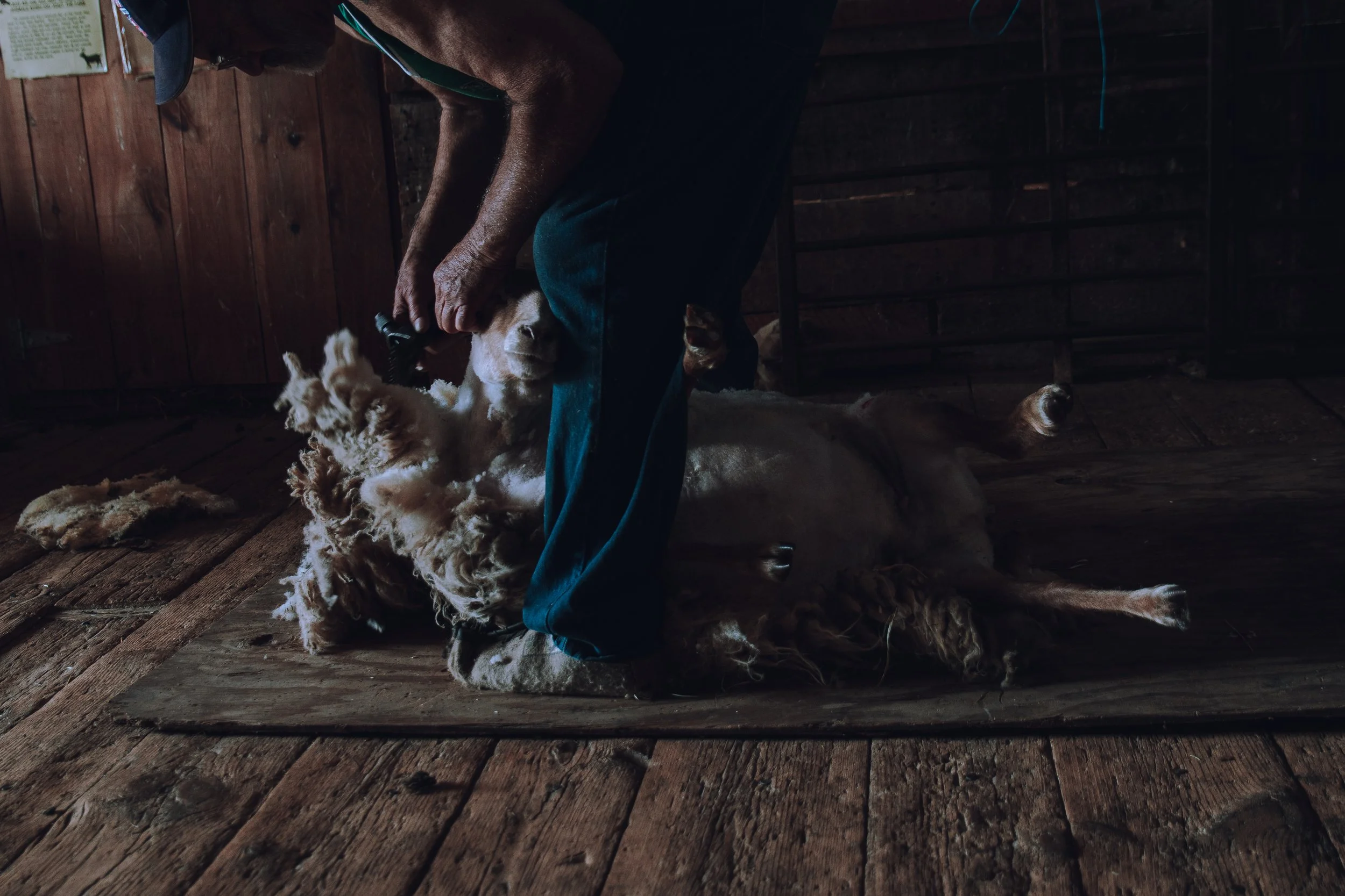 Soule Homestead Farm-6.jpg