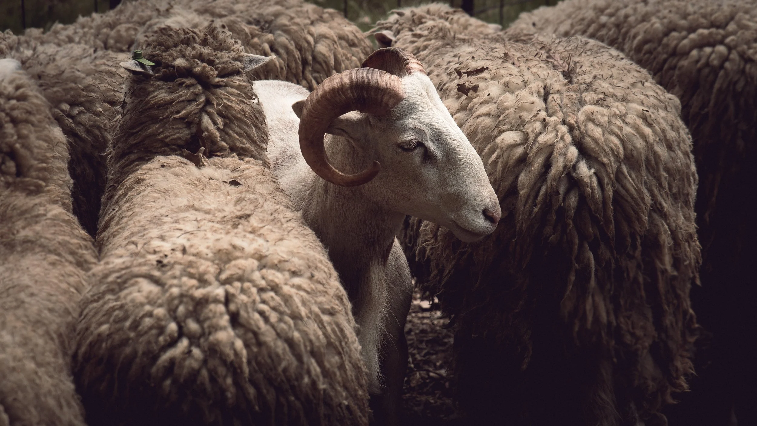 Soule Homestead Farm-11.jpg