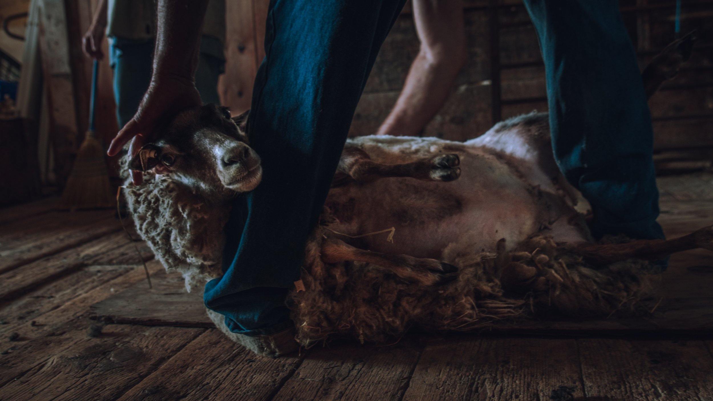 Soule Homestead Farm-18.jpg