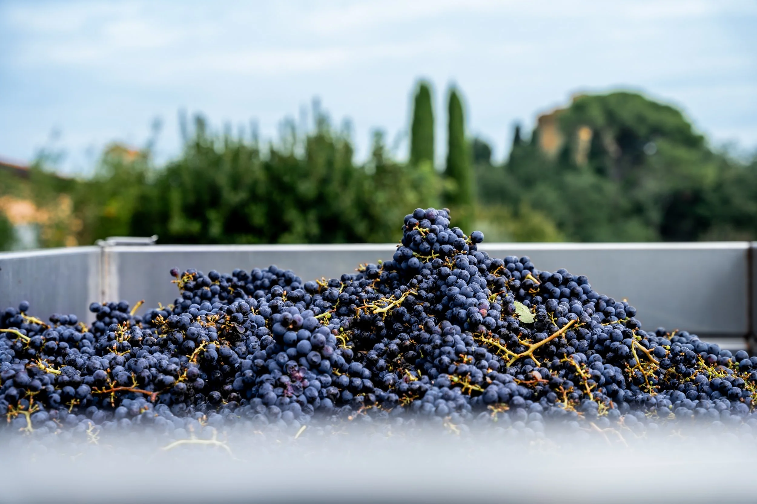 La Pasqualina 2024-26.jpg