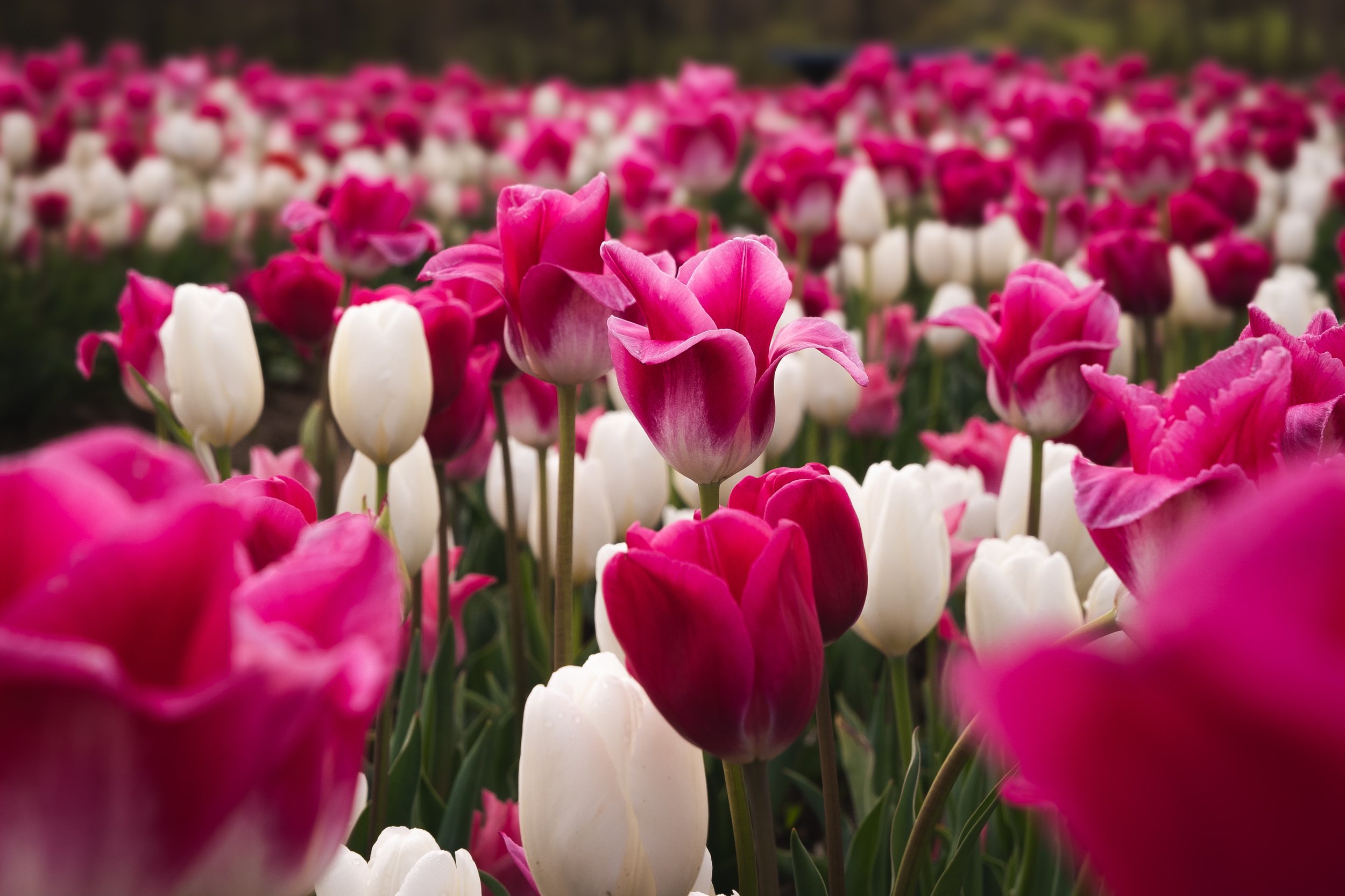 Wicked Tulips-4.jpg