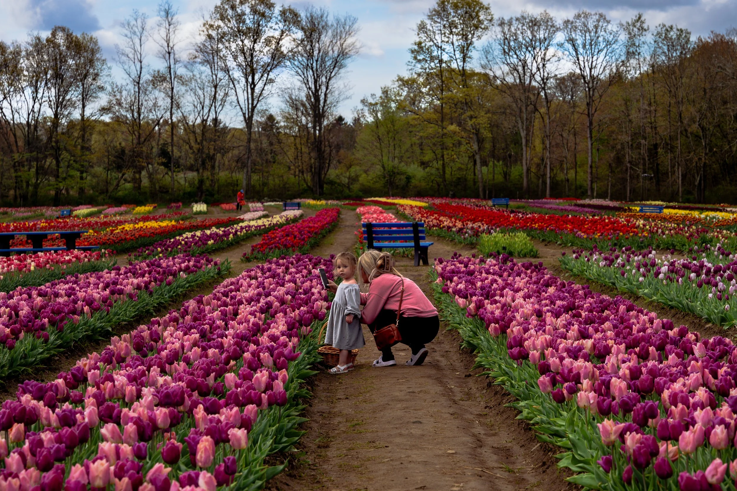 Wicked Tulips-11.jpg