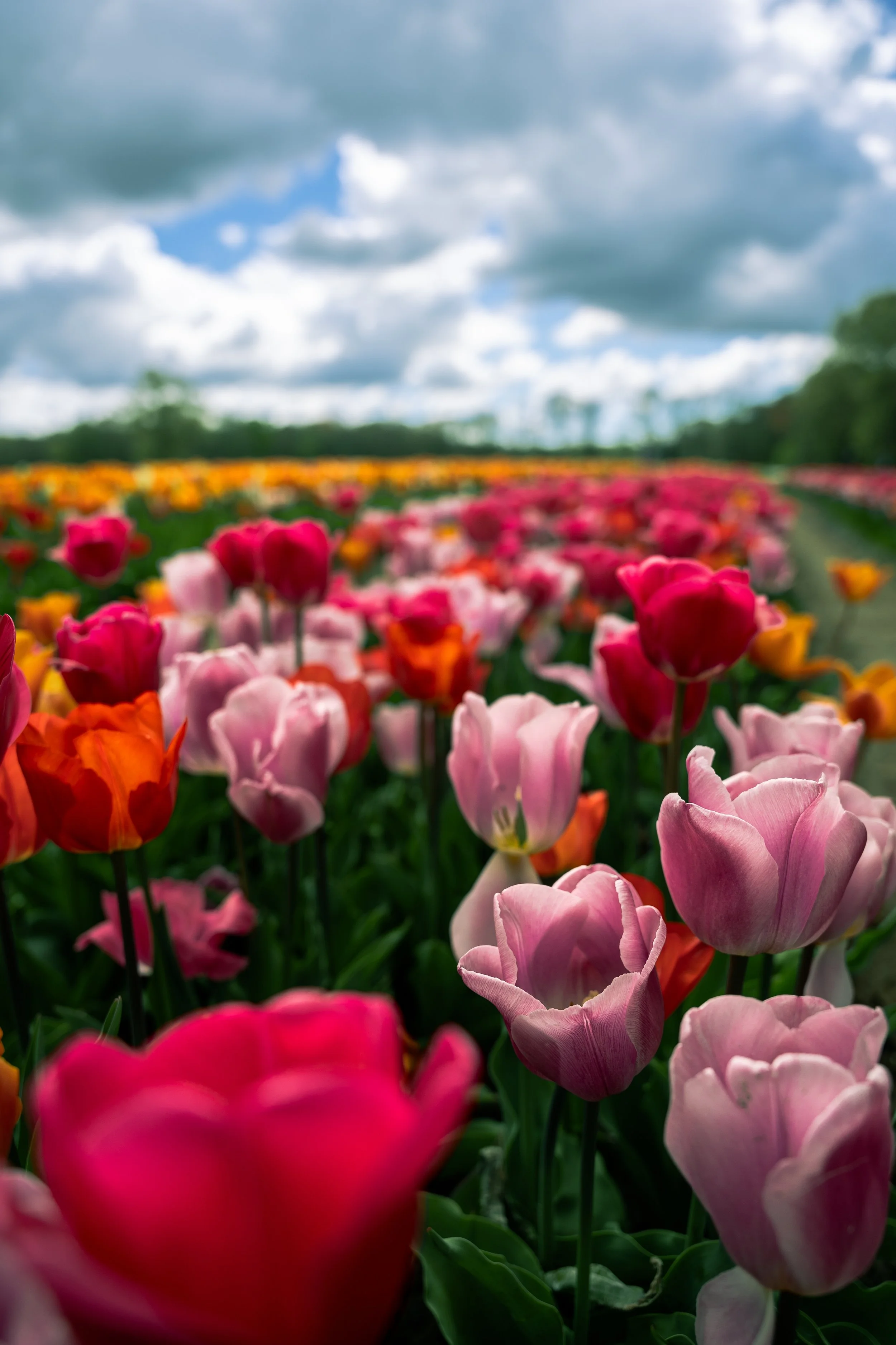 Wicked Tulips-19.jpg