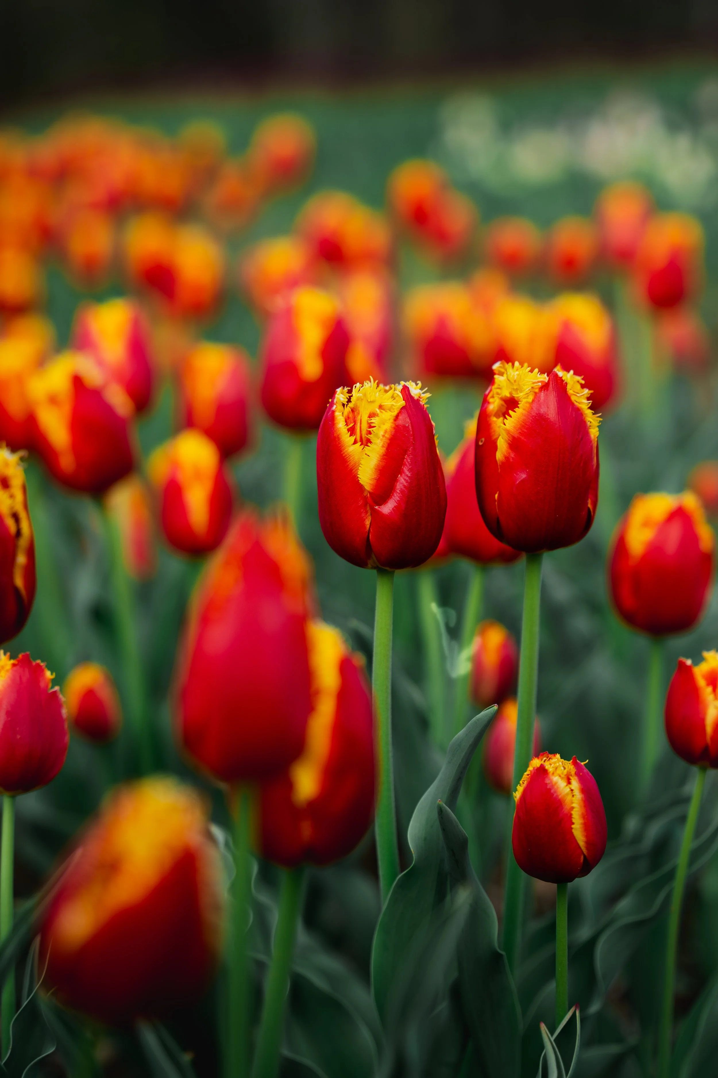 Wicked Tulips-20.jpg