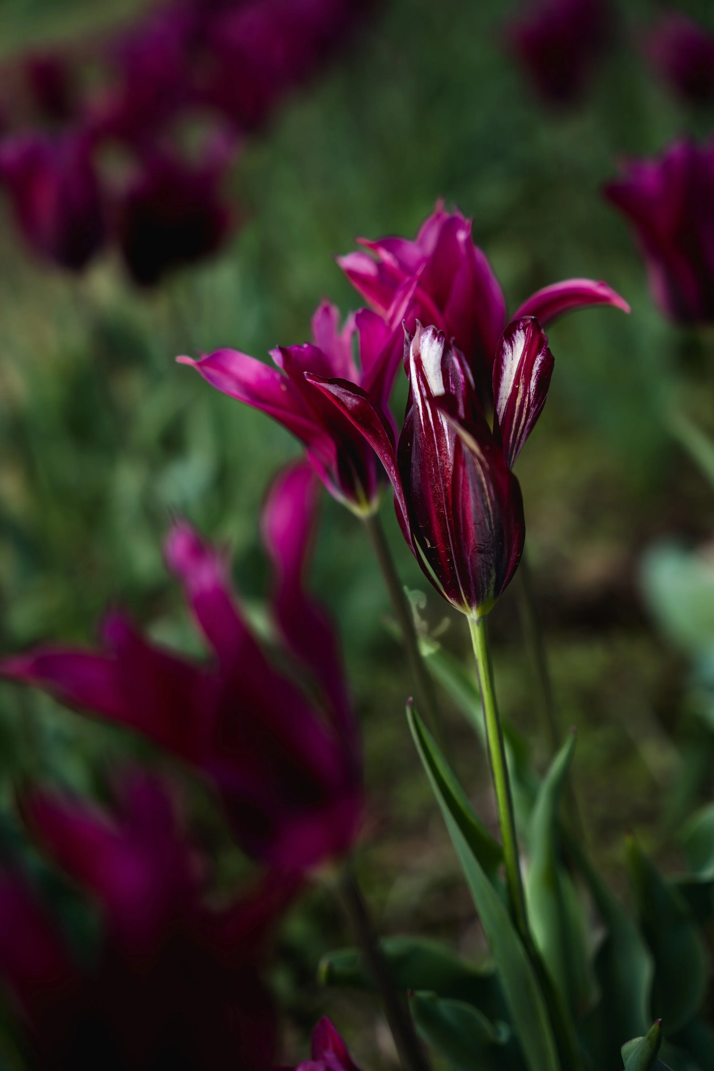 Wicked Tulips-21.jpg