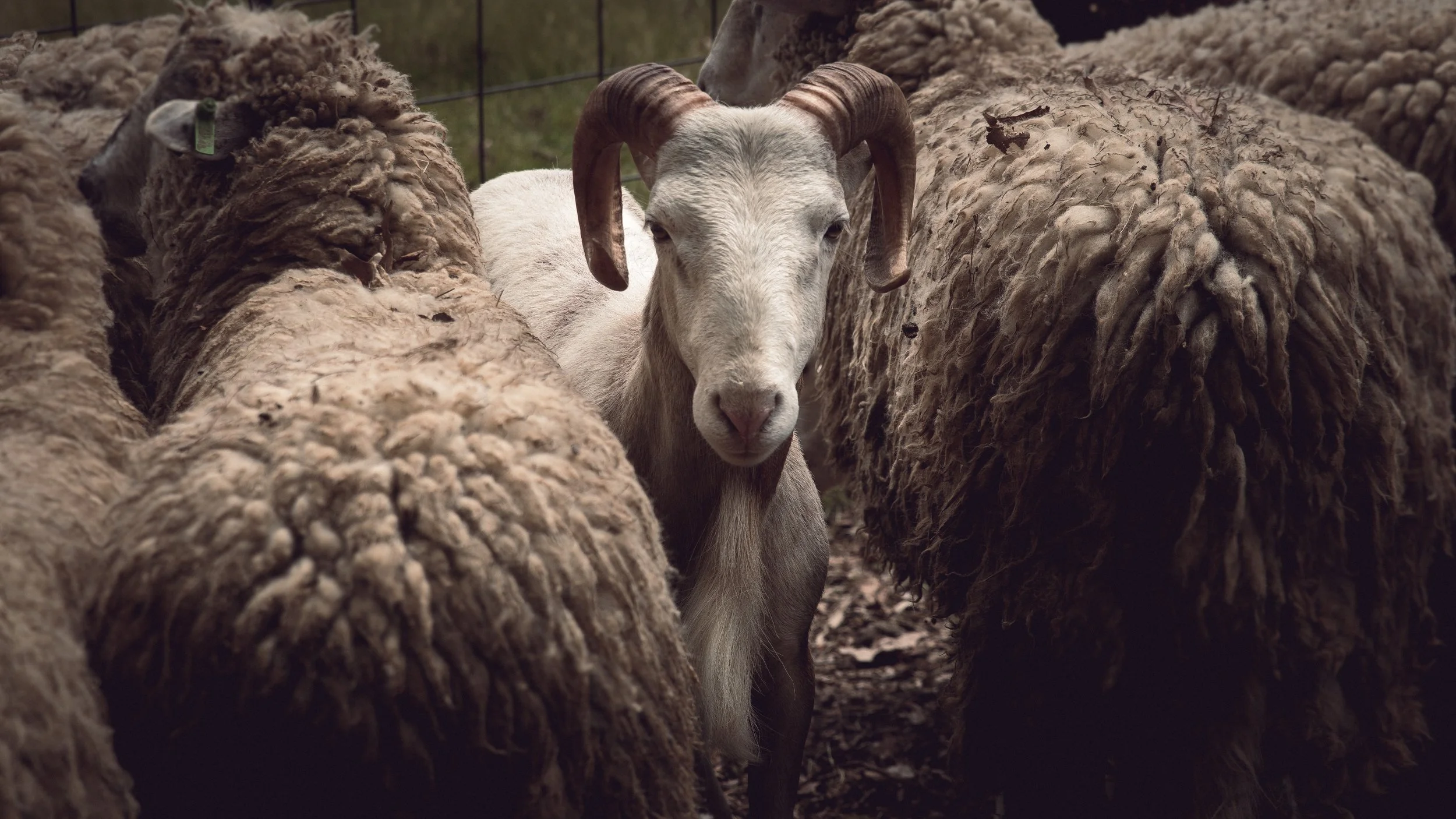 Soule Homestead Farm-12.jpg