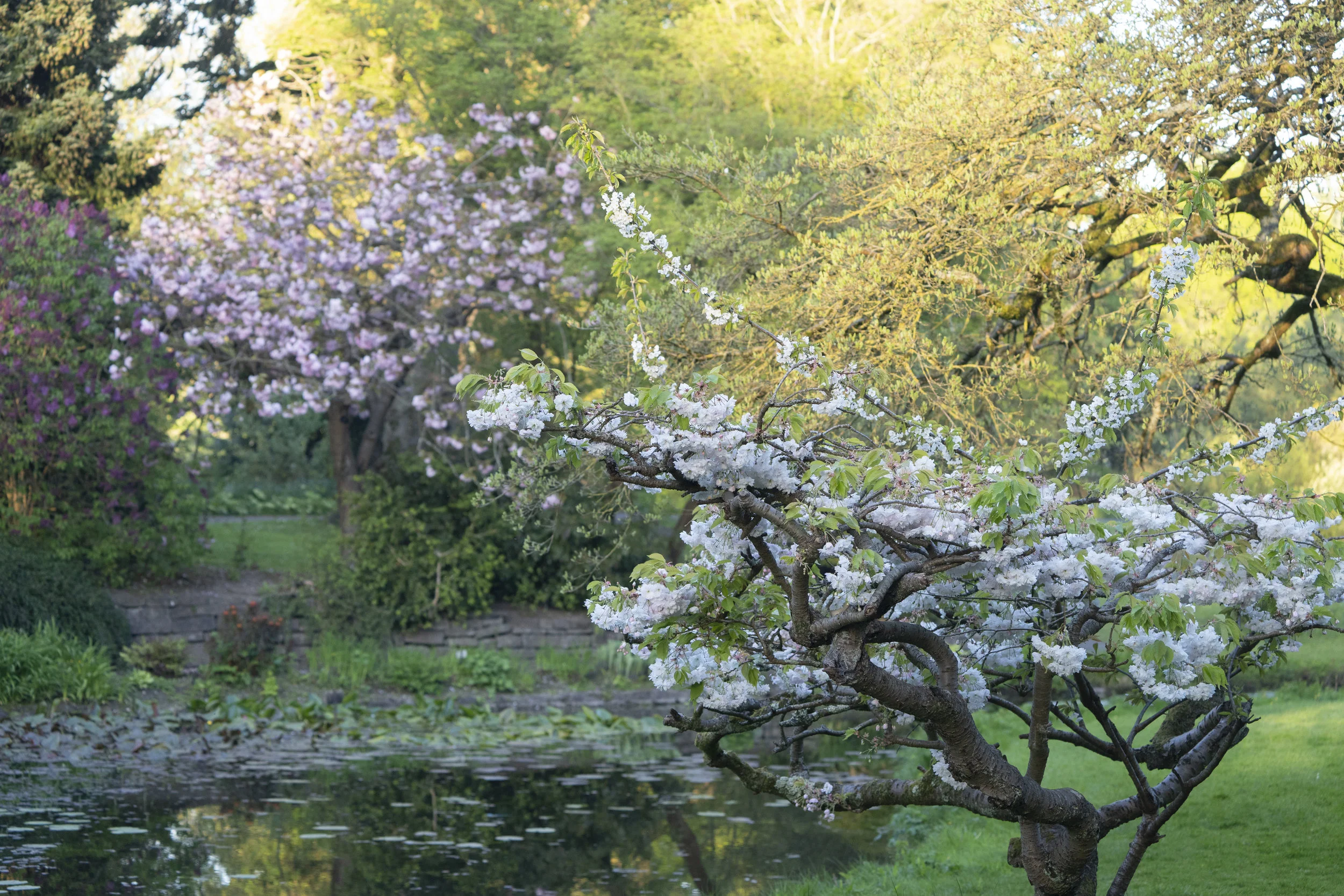 Spring 18 Cherry by pond178.jpg