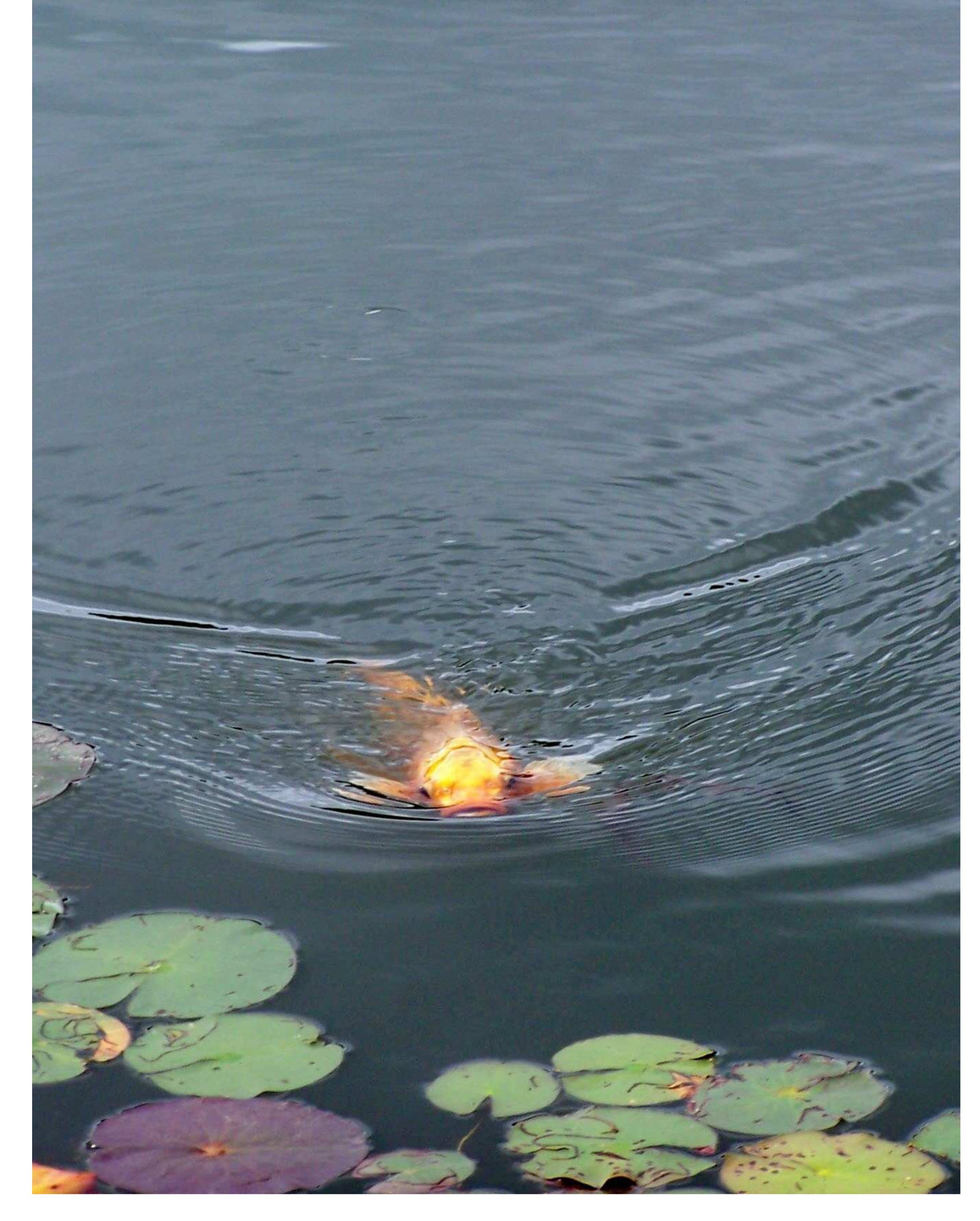 12_flirting Sunfish.jpg