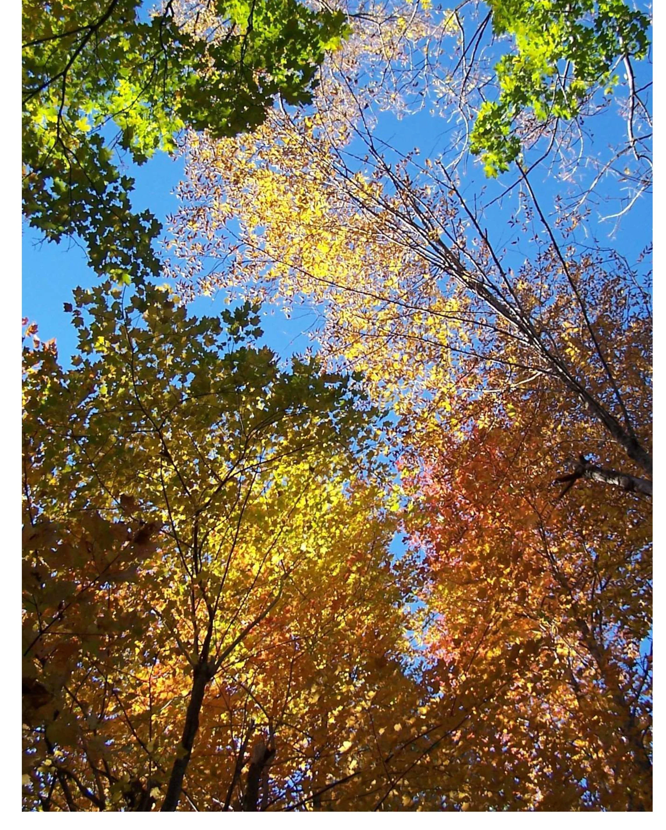 14_Autumn in Maine.jpg