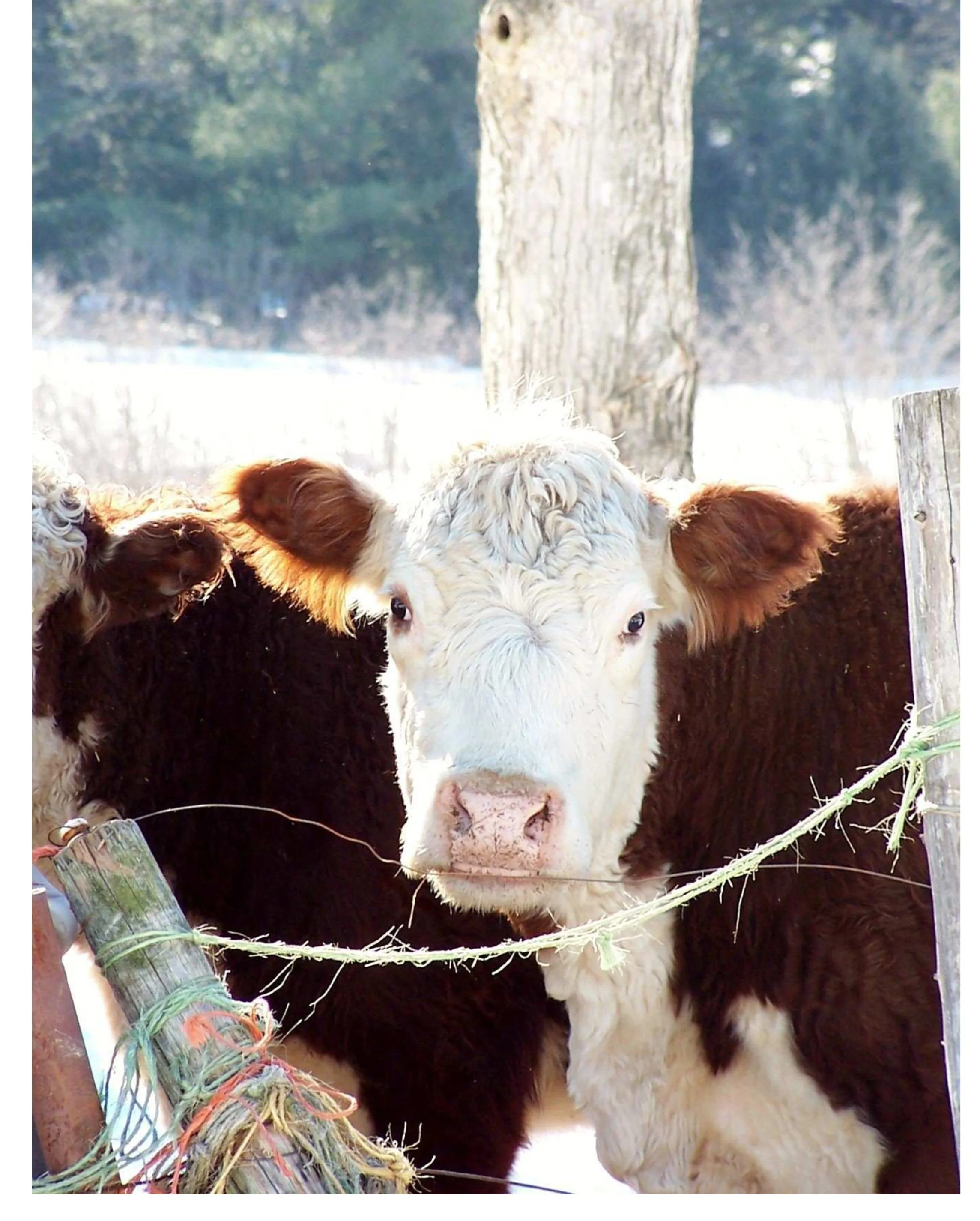 16_Cows can do it.jpg