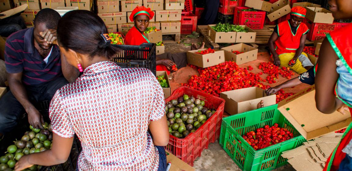 Fruit-being-sorted-for-export-to-London.jpg