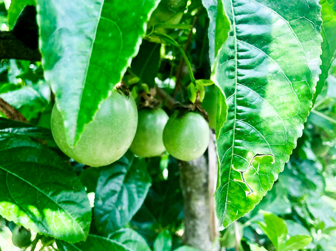 PF_Farm_Visit-4.jpg