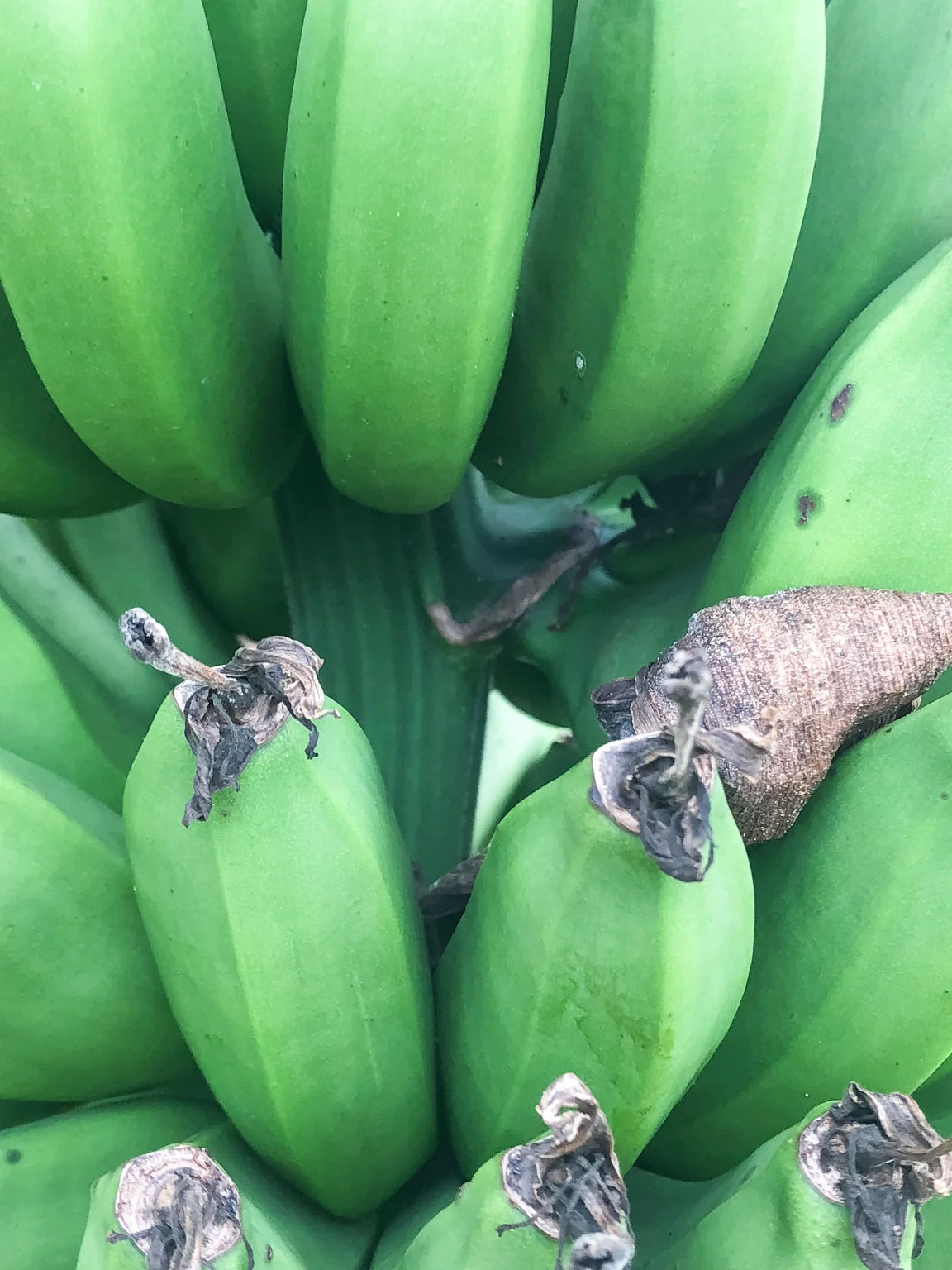 PF_Farm_Visit-19.jpg