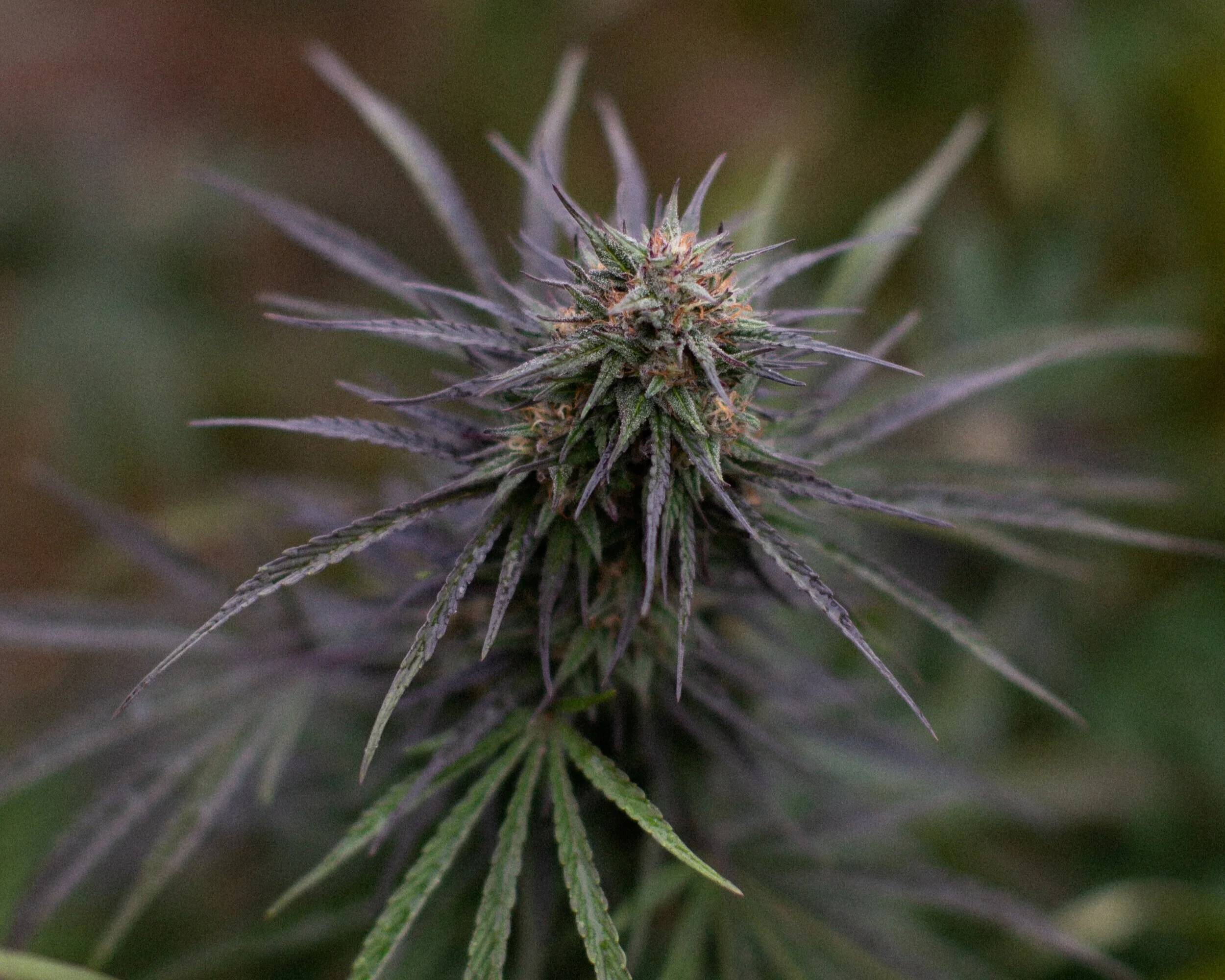 Cannabis Cultivars Strains Products East Fork Cultivars