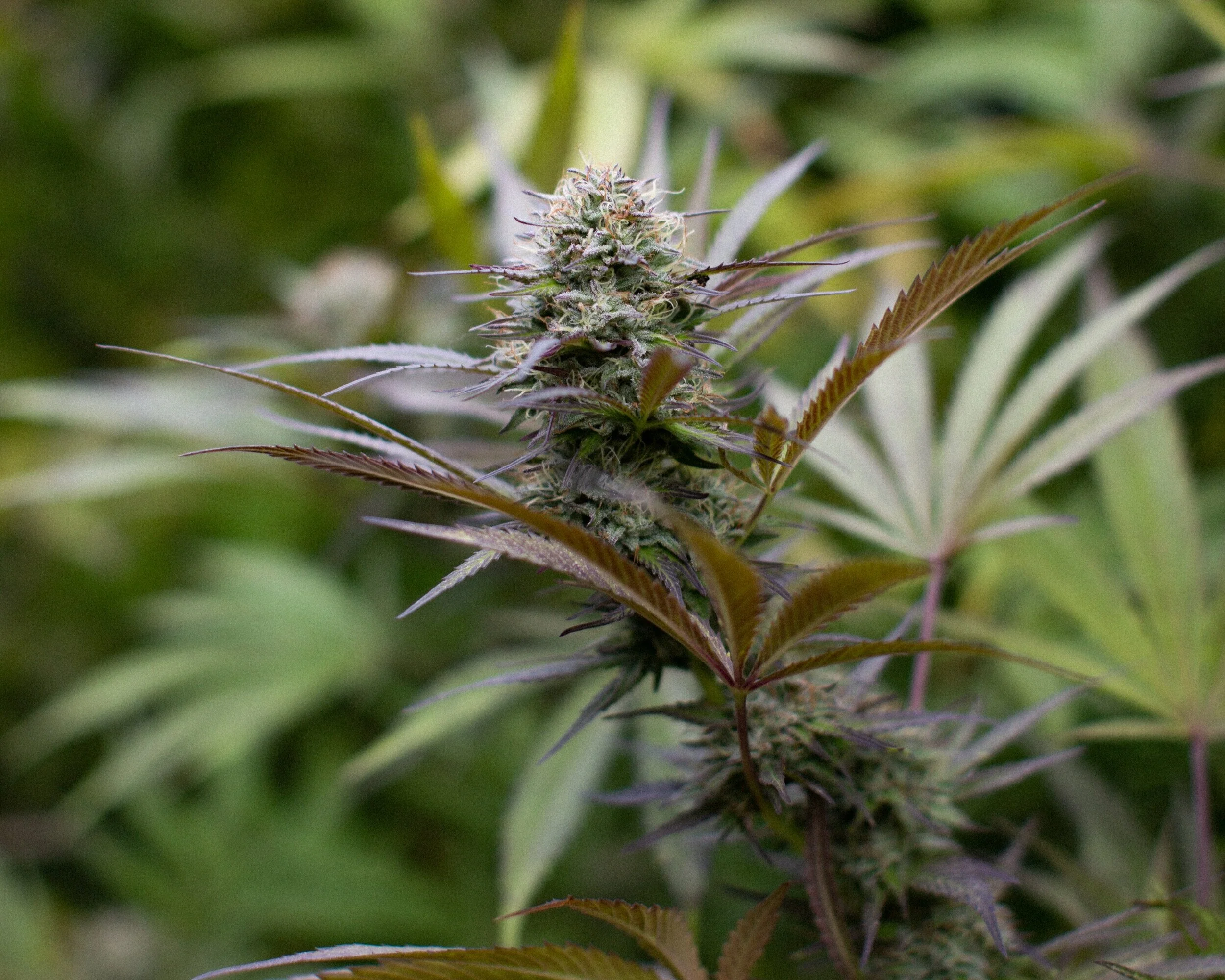 Cannabis Cultivars Strains Products East Fork Cultivars