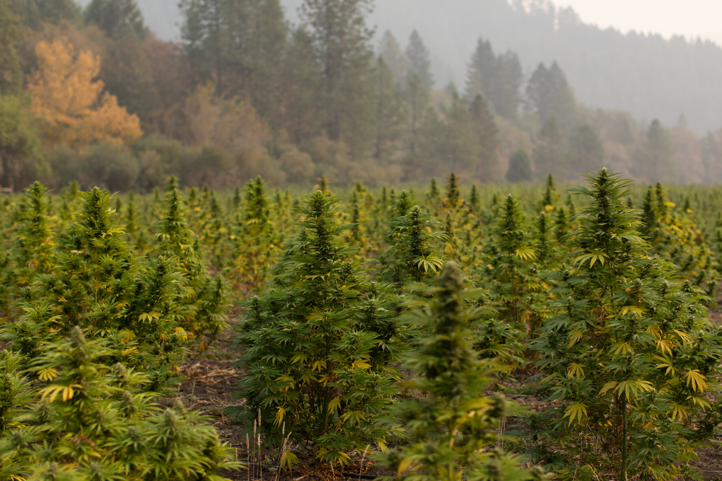 EastForkCultivars_Harvest-2020_Hemp_006.jpg