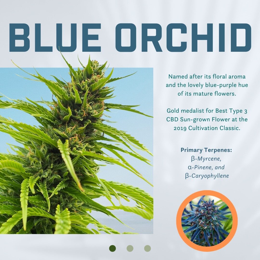 To celebrate 420 🥳, we want to highlight one of our most beloved cultivars: Blue Orchid.⁠
⁠
Named for its deep hues and floral aroma, Blue Orchid has been in East Fork's stable since we first created it in 2018. We grow Blue Orchid both in Oregon's 