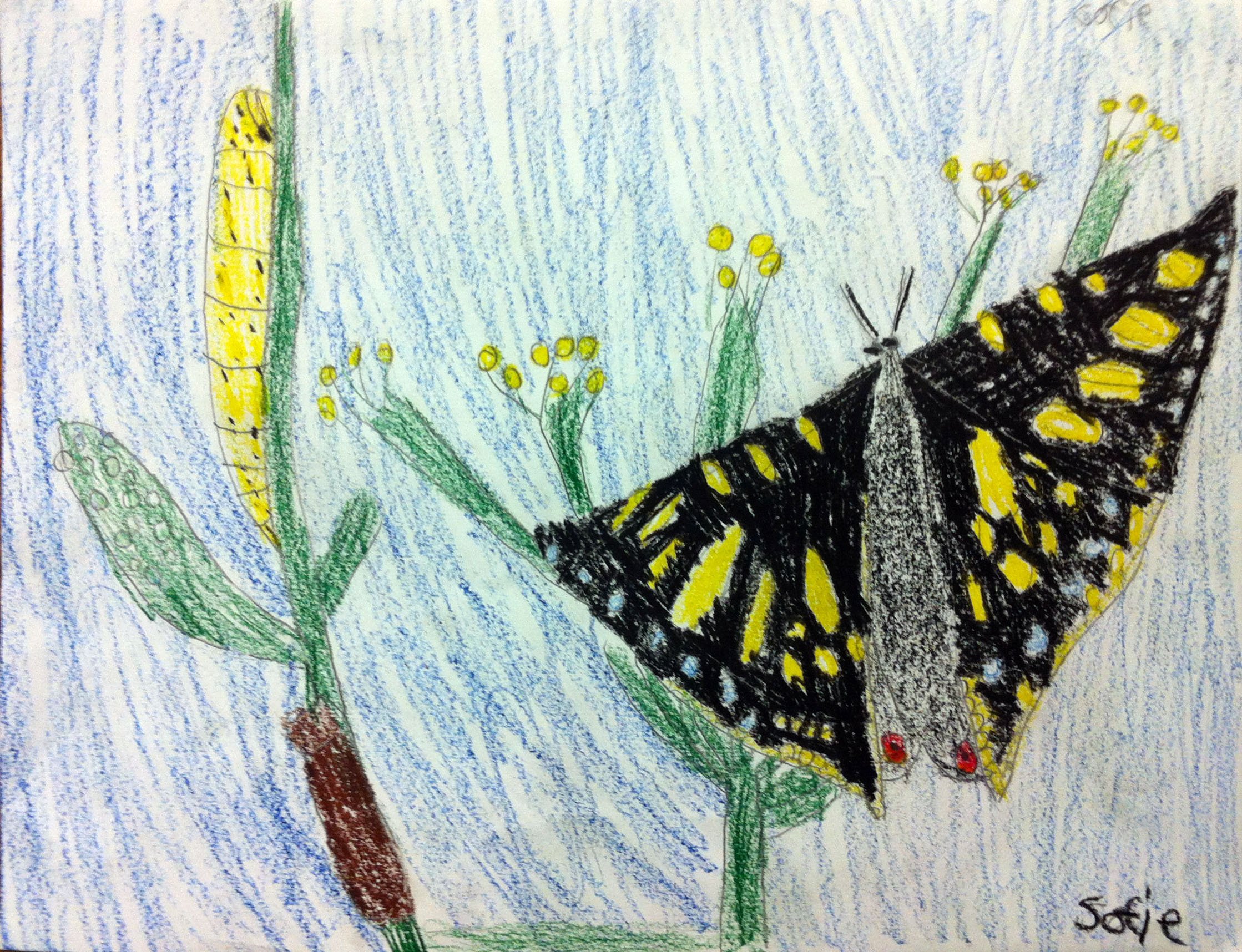 butterfly life cycle drawing.jpg