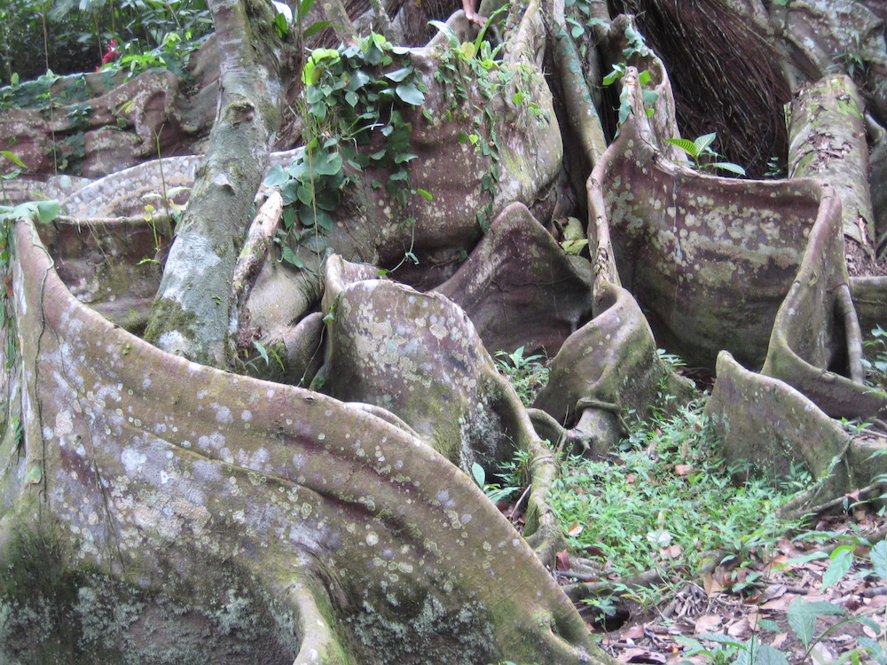 goddess tree 1000.JPG