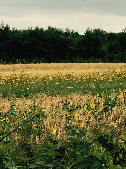 yellow flowers 500.jpeg