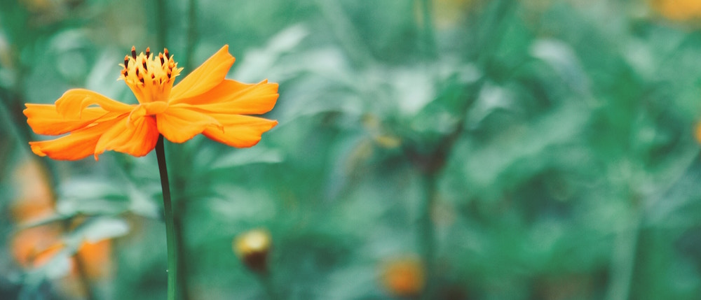 orange flower new 1000.jpeg