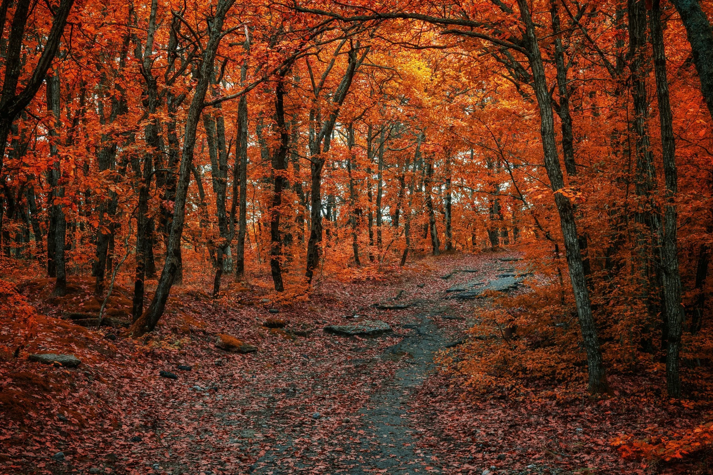 Falling Leaves Yoga Retreat