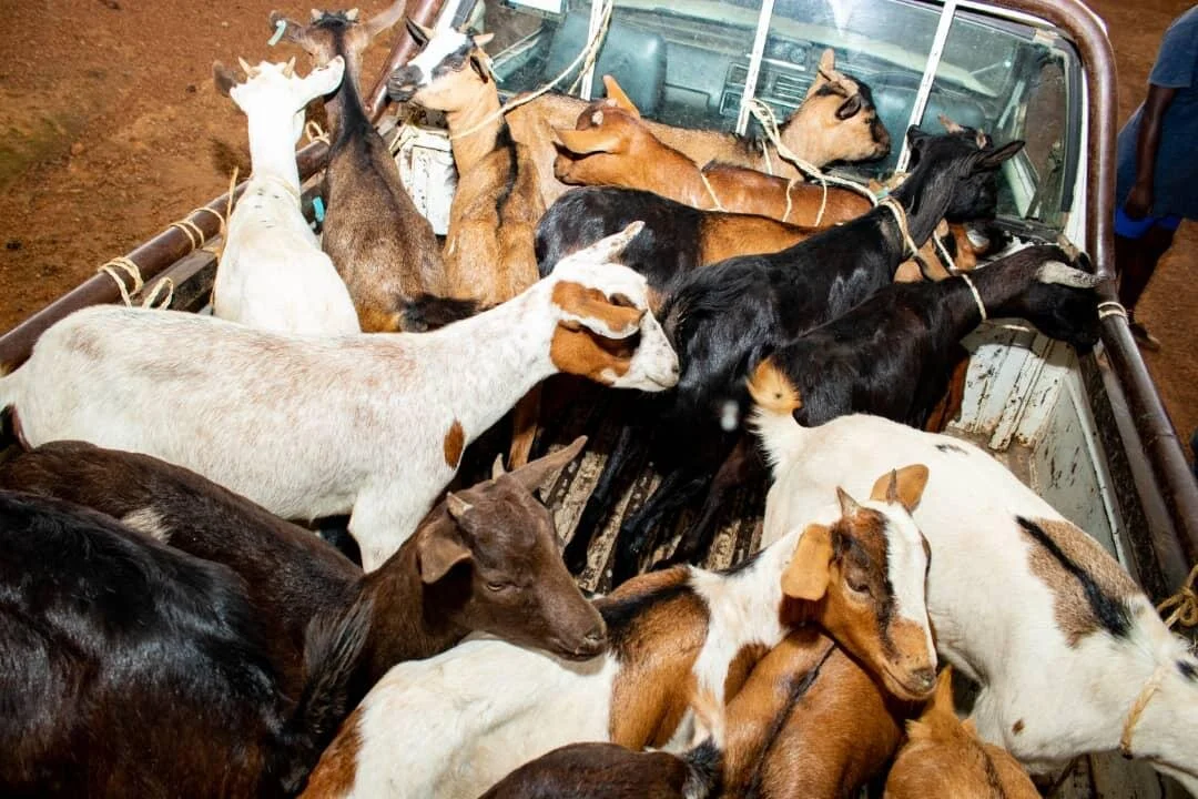 Christmas in Uganda... How Many Goats!?