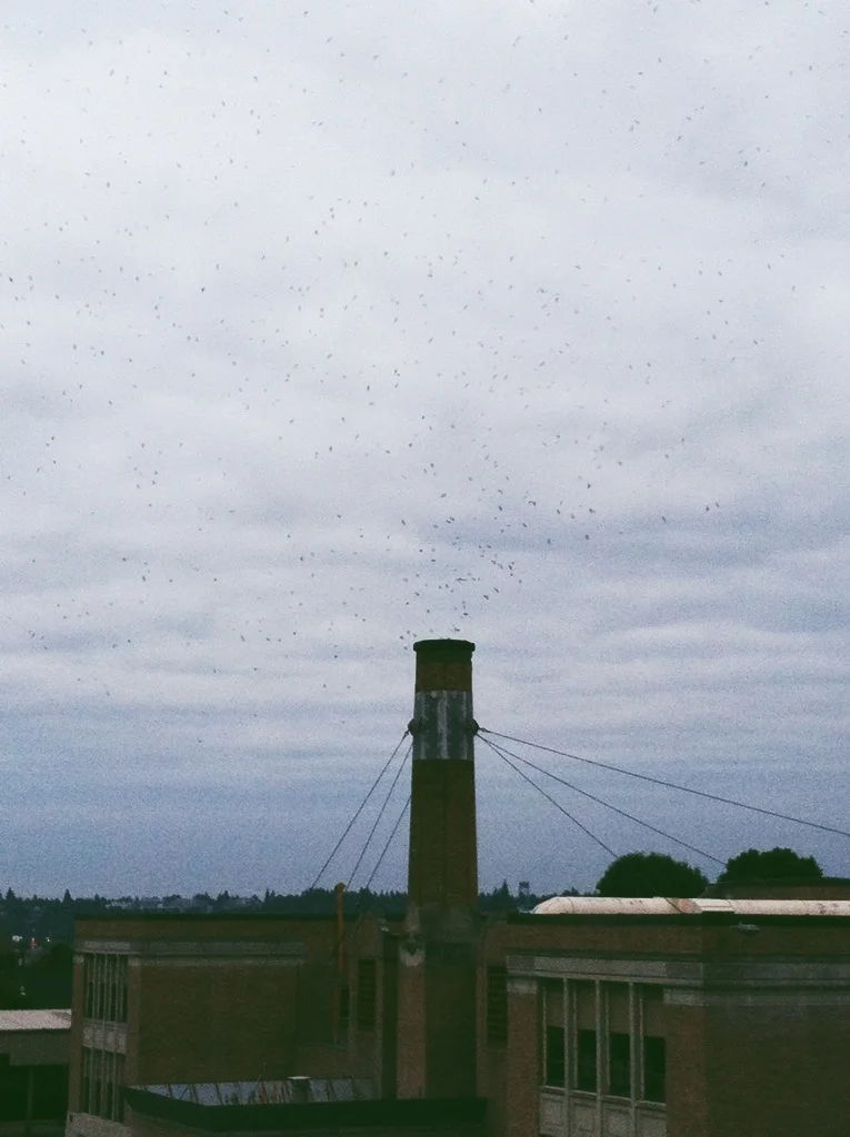 VAUX'S SWIFTS