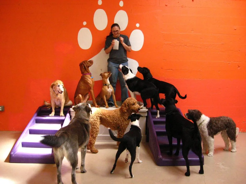 VIRGINIA WOOF DOG DAYCARE