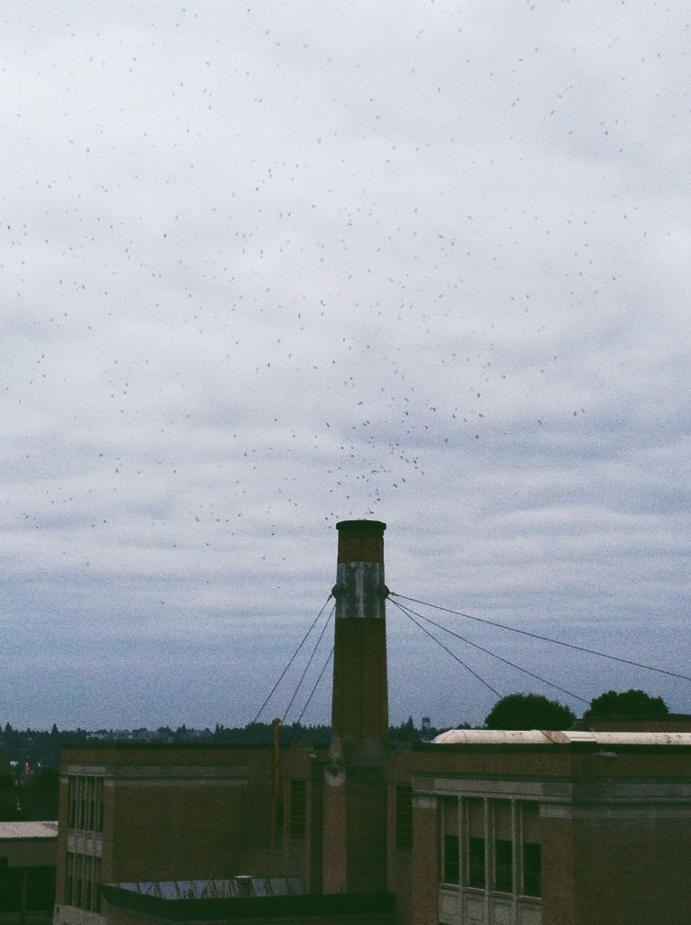 swifts-2-1.jpg