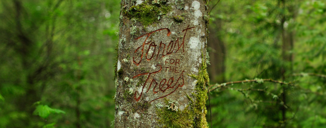ForestfortheTrees.png