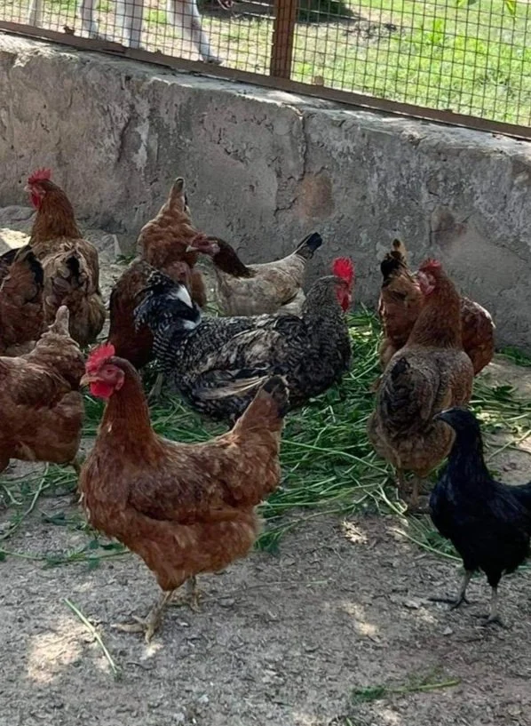 Purchase of Chickens for No Longer Orphans