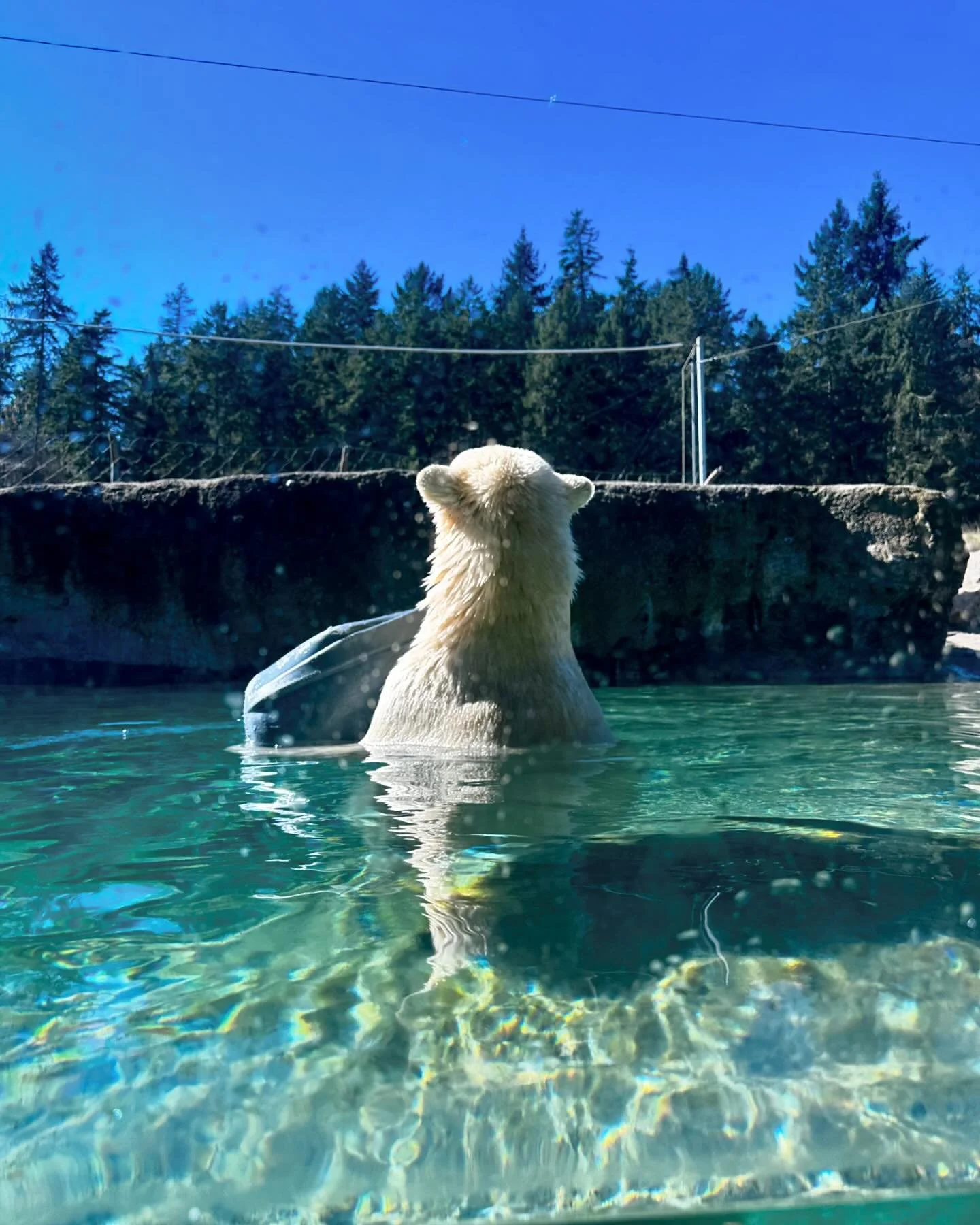 Am I completely obsessed with this polar bear? Yes, yes I am 💗🐻&zwj;❄️💗