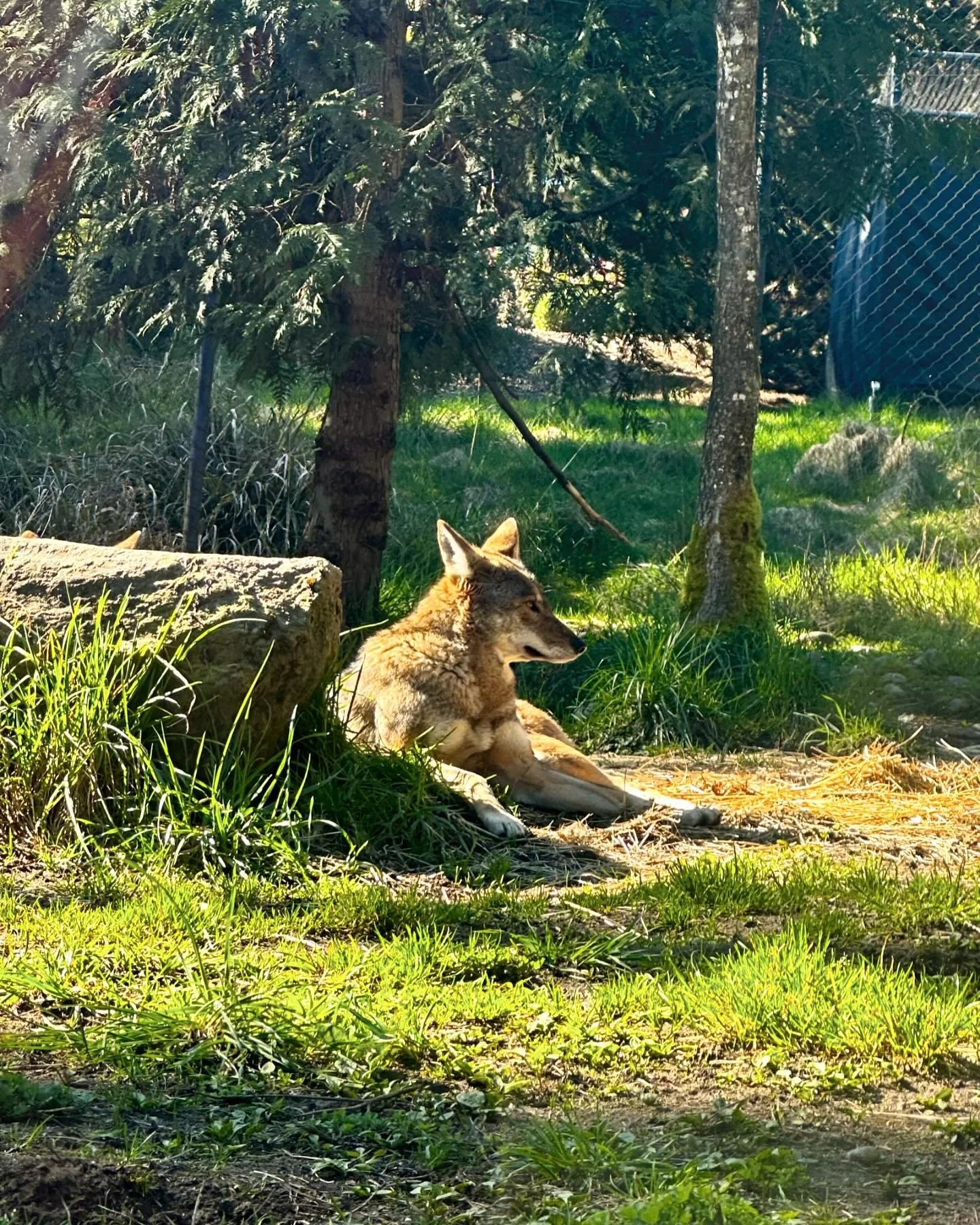 Zoo day!!! ✨🐅✨