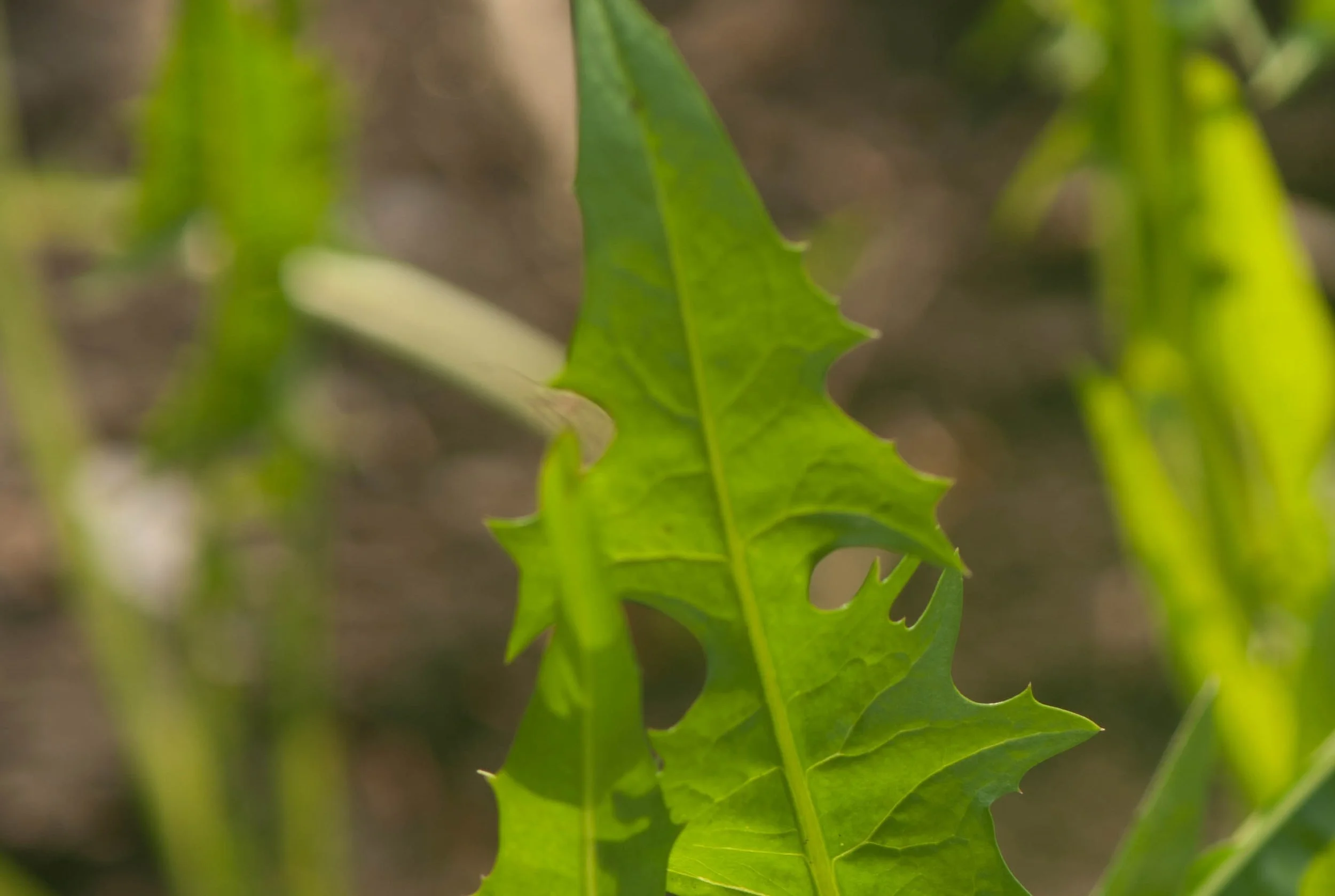 Foraging for Dandelions  
