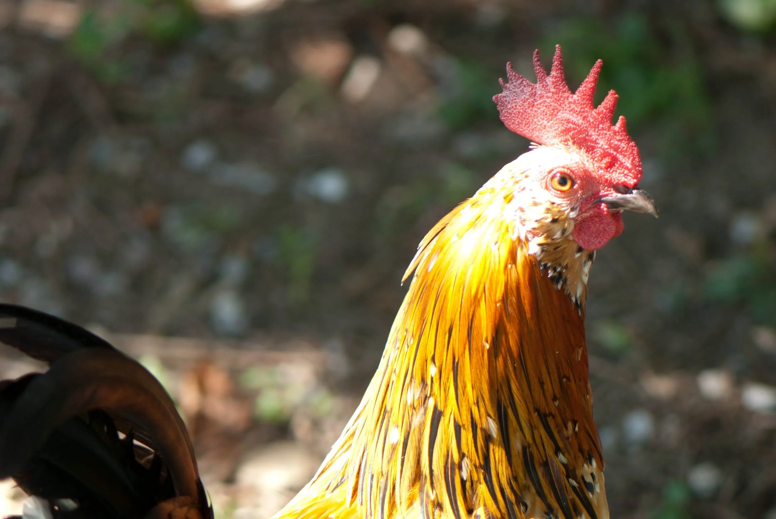 Chickens Change Everything  