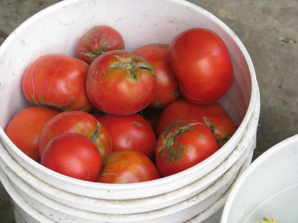 Canning Tomatoes with Mr. Ciccone: A Memorial Tribute