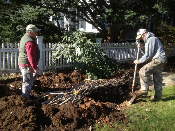 Fall Fig Ritual: Protecting Your Tree for the Winter  