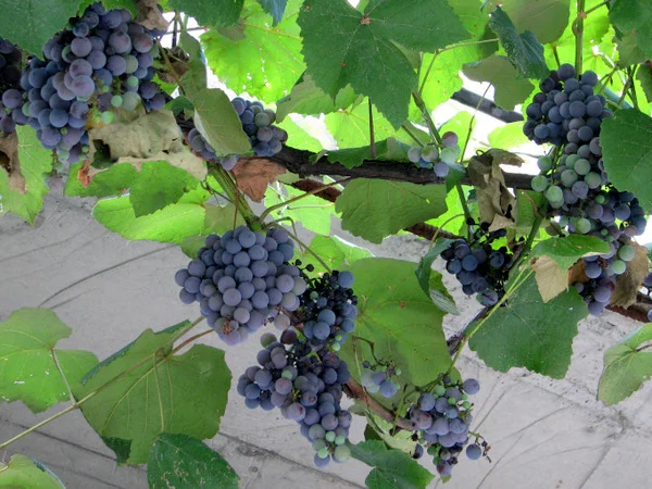 Old School Winemaking  