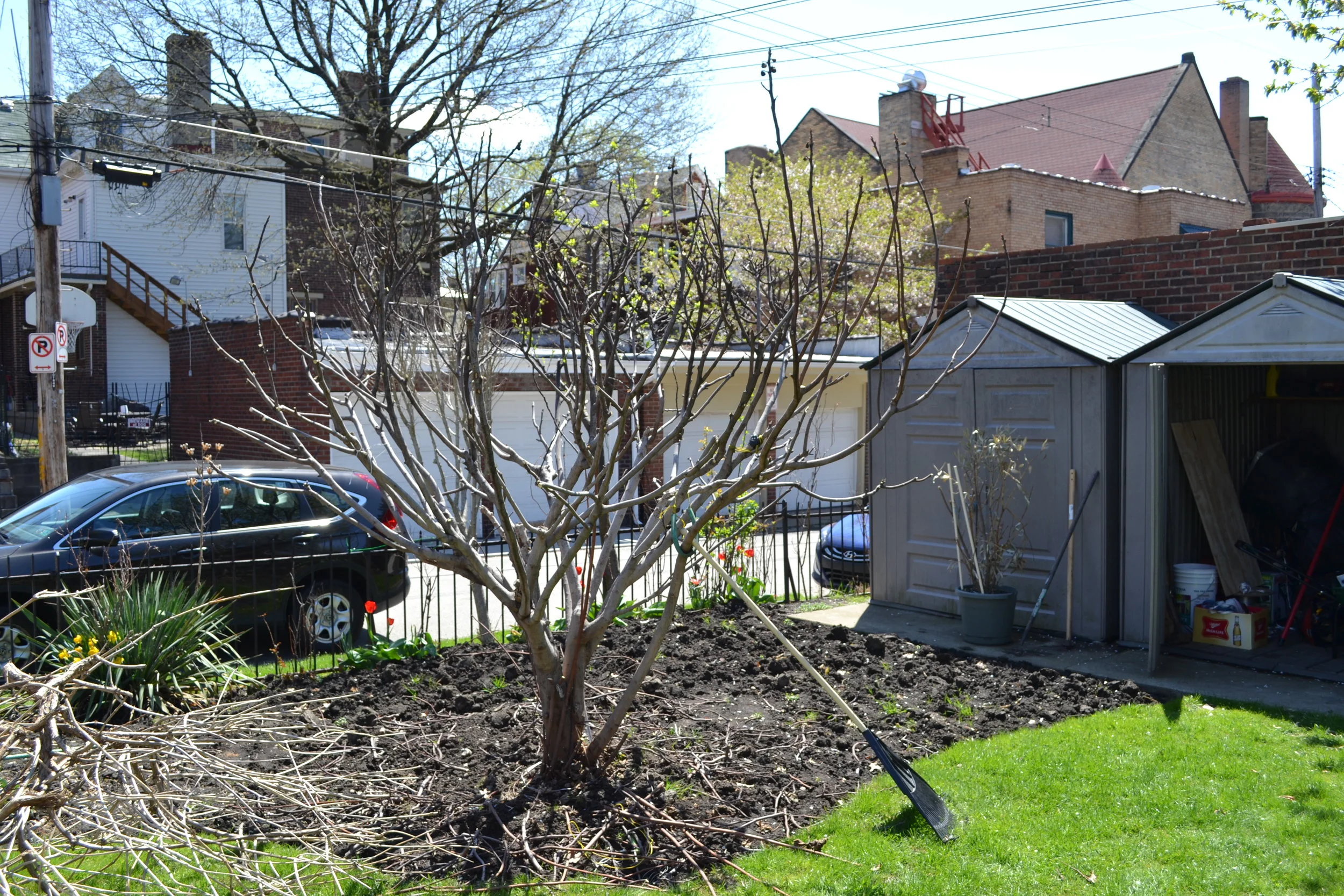 Did Your Fig Tree Survive the Winter?  