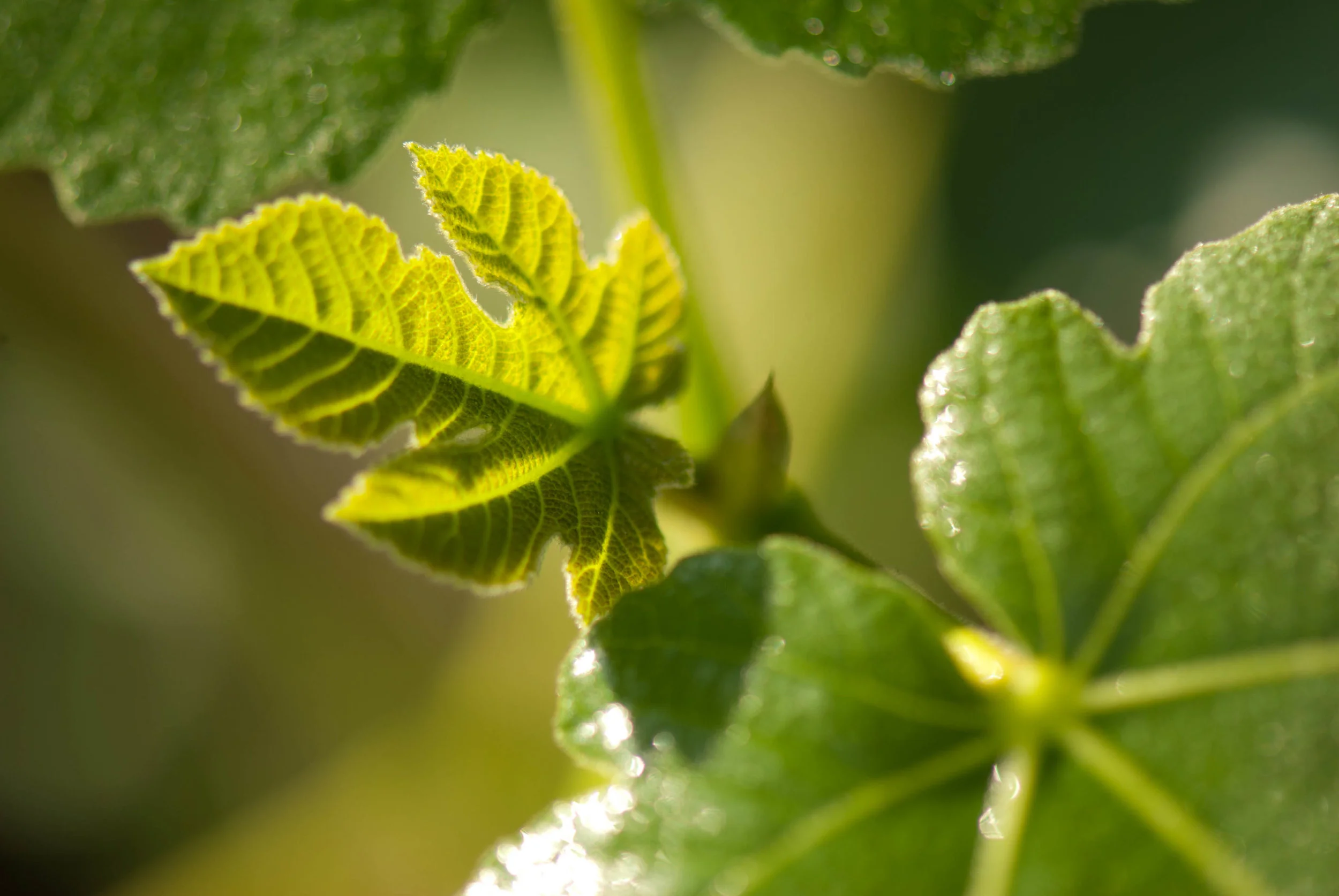 Caring for Fig Shoots, Part II  