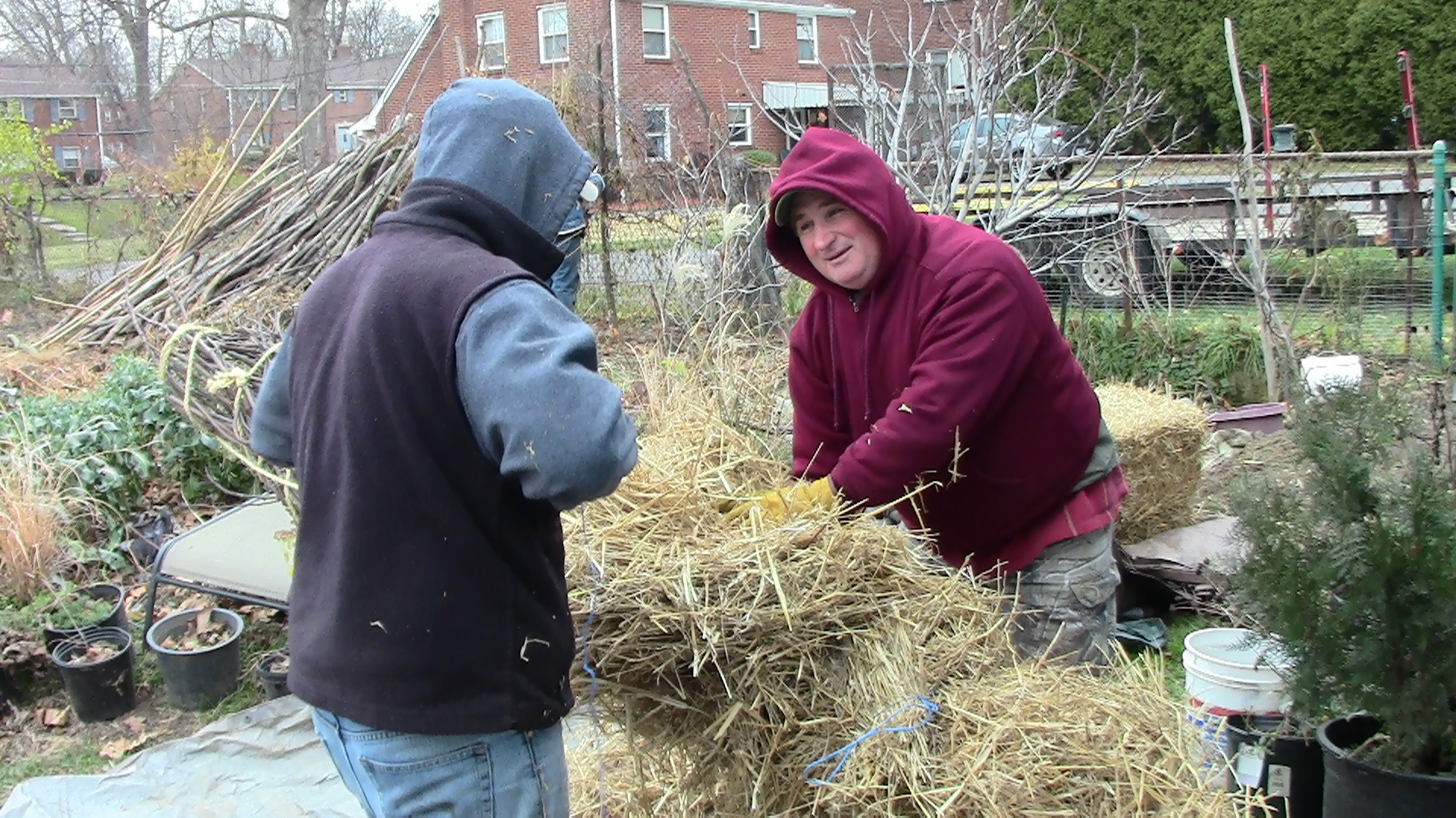 Wrapping a Fig Tree for Winter  