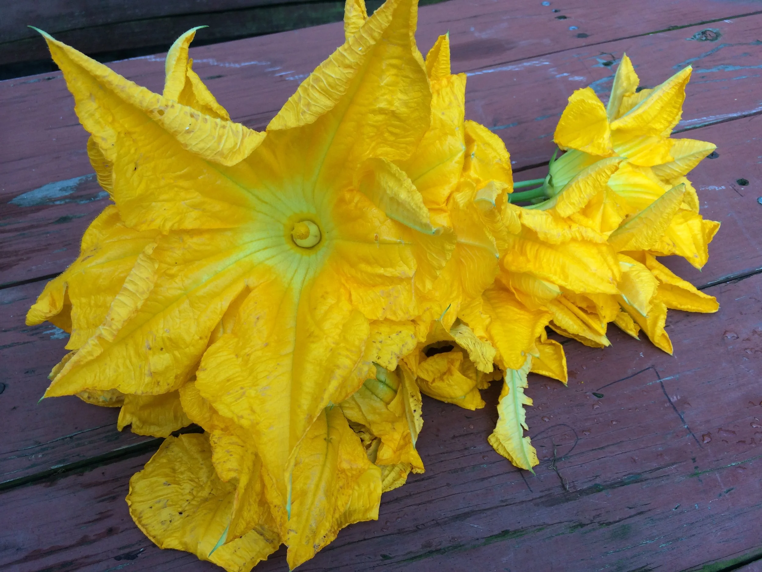 Squash Blossoms Three Ways  