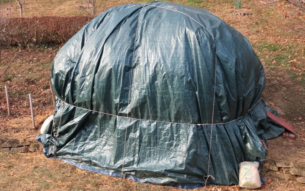 Wrapping a Fig Tree - Savinell Style  